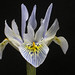 Katharine Flowers Photo 3