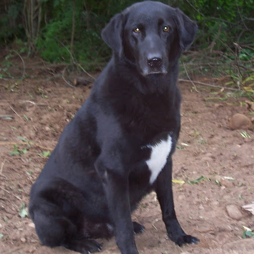 John Gustafson Photo 16