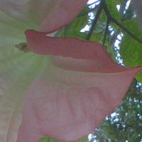 Sherry Farr Photo 9