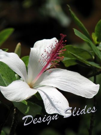Phyllis Perry Photo 3
